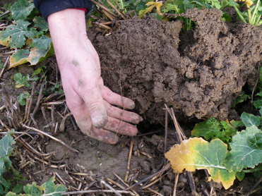 Tiller roll - results in well structured soil - 16th Feb 2011